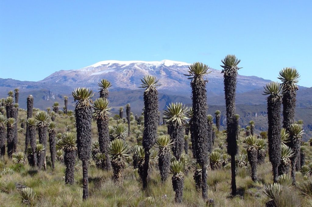 ecosistema nieve y frailejon