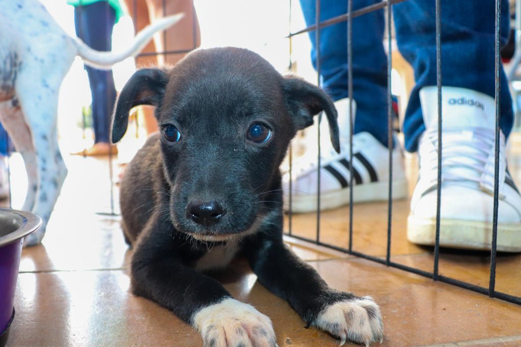 Jornada de adopción busca darle un nuevo hogar a perros y gatos en Ibagué whatsapp image 2026 04 22 at 15.52.34